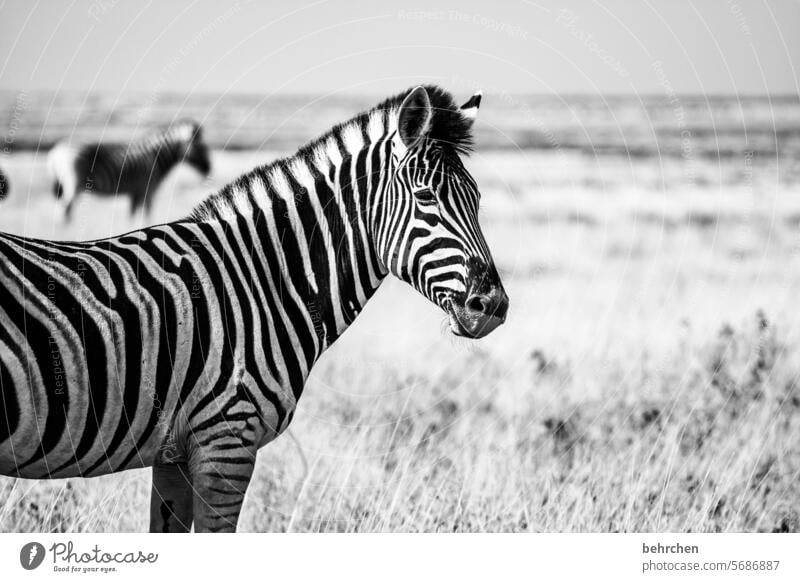 black and white Animal portrait Fantastic Exceptional Zebra Wild animal Grass Nature Safari Freedom Far-off places Adventure Vacation & Travel