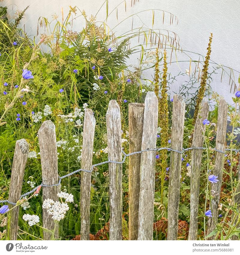 View over the garden fence Natural garden Garden fence close to nature Insect paradise Fence Wooden fence Nature Border Cichory paling fence grasses Yarrow