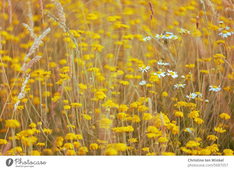Dyer's chamomile on an insect-friendly flowering meadow Dyer's camomile yellow wildflowers wild flowers Summery meadow flowers especially Meadow flower