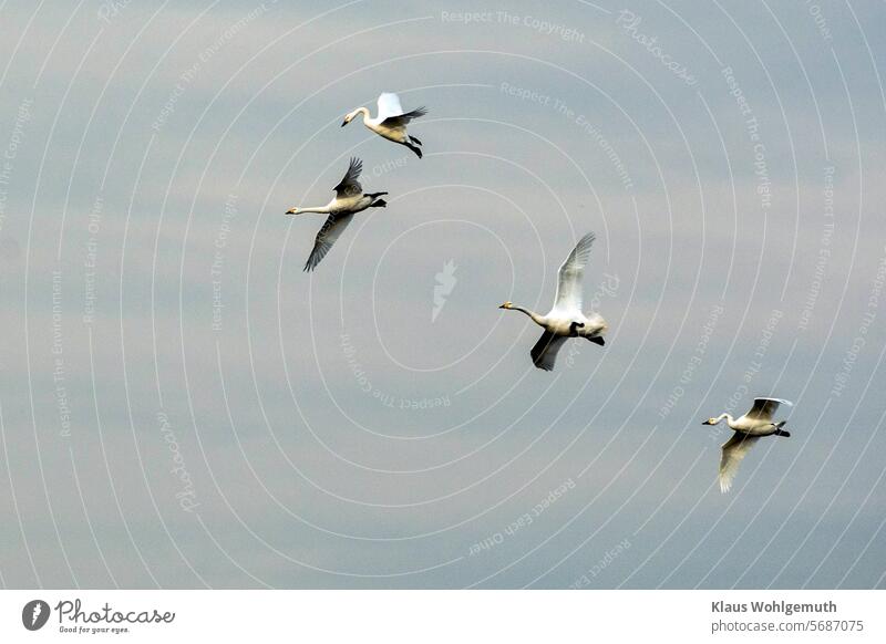 3+1, 3 Bewick's swans and a whooper swan come in to land Whooper Swan Landing Flying plumage Winter Nature Bird Grand piano Elegant Exterior shot Sky Esthetic