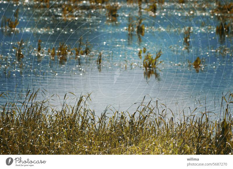 proverbial | excess spoils the pleasure wetland Deluge Flood Meadow inundation Grass Field High tide Bavaria