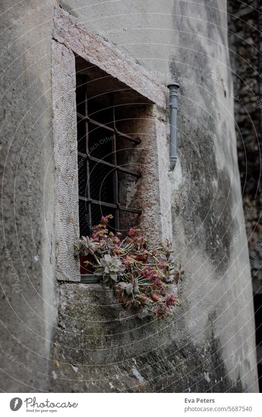 Succulent plant in a window in Canale di Tenno, medieval village in Italy Looking mountains Trentino Tourism vacation houses Haze trento Mountain Summer