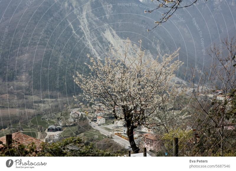Blossoming cherry tree on a mountainside with houses in the background Looking Tenno Trentino Tourism vacation trento Mountain Italy Summer Landscape Nature