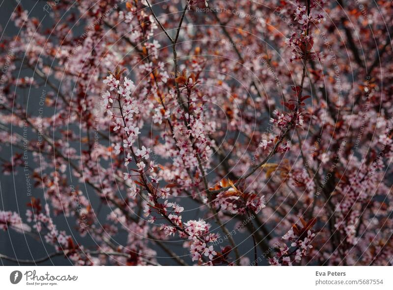 Cherry blossoms on a tree in Italy Ornamental cherry Cherry tree cherry blossom Spring Blossom Pink Tree Nature Blossoming Spring fever Exterior shot Plant