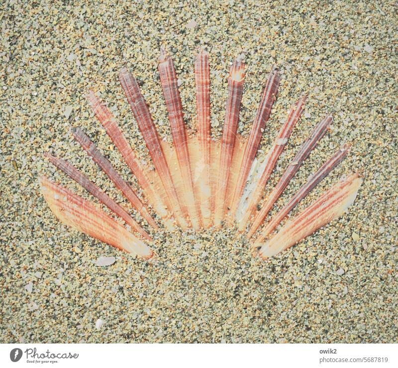 Way of St James Scallop Beach Sand Grains of sand Blown away Mussel Hidden Mussel shell Sandy beach Colour photo Flotsam and jetsam coast Normandie France