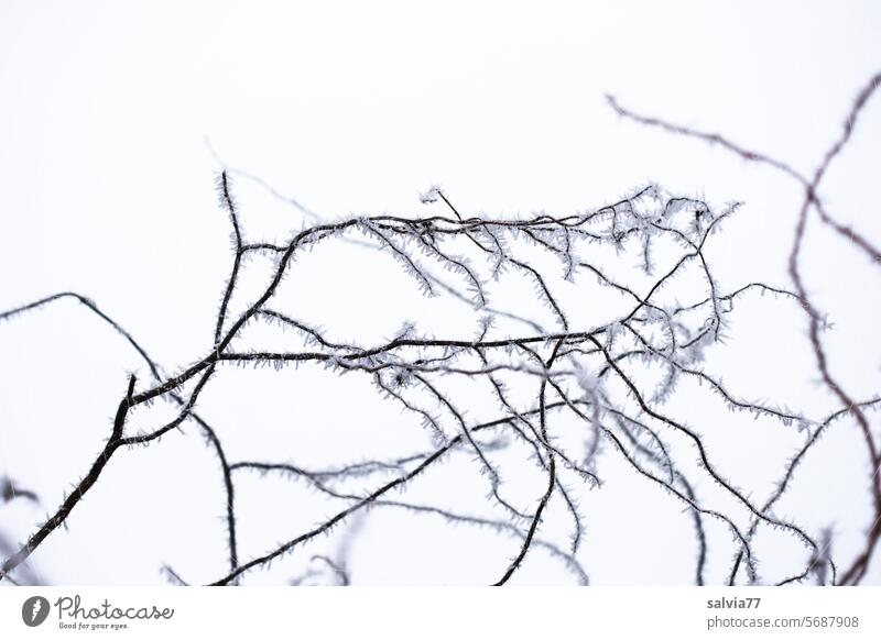 R for... | Hoarfrost on branches Winter Twig Mature Cold Hoar frost Frost White Frozen Nature Plant Deserted shrub Freeze Winter mood chill Winter's day winter