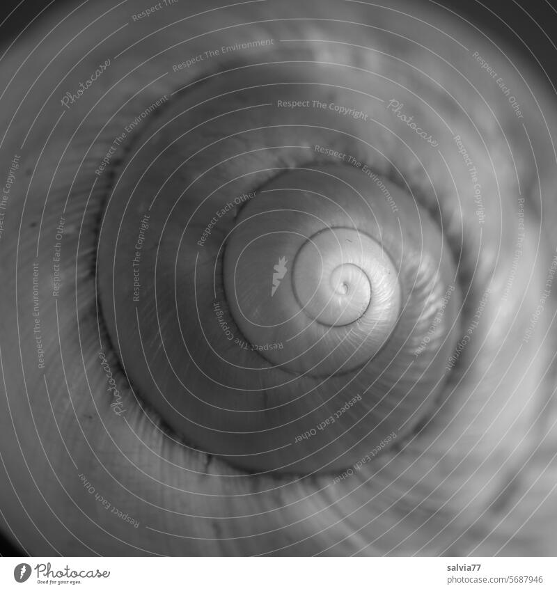spiral Snail shell Crumpet Spiral spirally Structures and shapes Round Symmetry Nature Design Black & white photo Deserted Protection Pattern