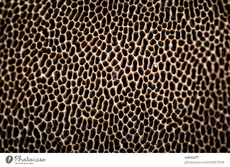 Tubular sponge of the underside of the mushroom Tube layer pores Mushroom Pattern Structures and shapes Macro (Extreme close-up) Close-up fruiting body