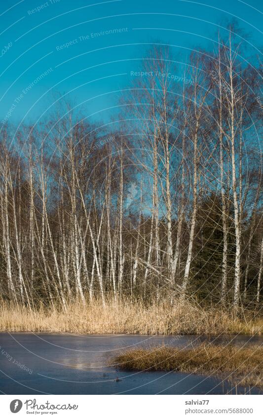 Birch forest by the lake Sky Blue birches Forest Lake pond bank Idyll Water Nature reed embankment reed lake Lakeside Pond Calm Landscape tranquillity Peaceful