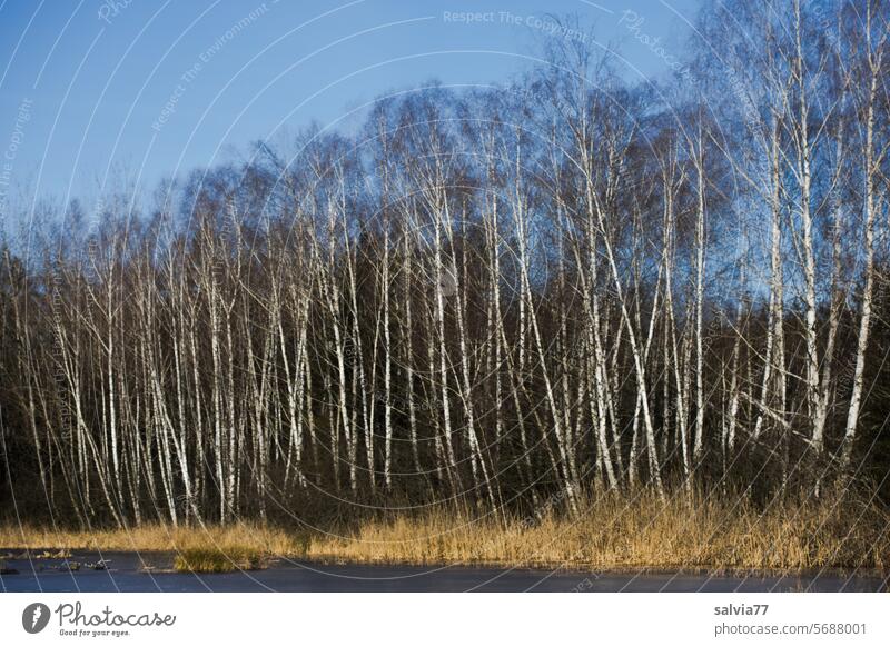 Birch forest by the lake Forest birches Lake Sky Landscape Nature trees White Blue sky Tree Water Deserted Calm Idyll Winter tranquillity Colour photo Lakeside