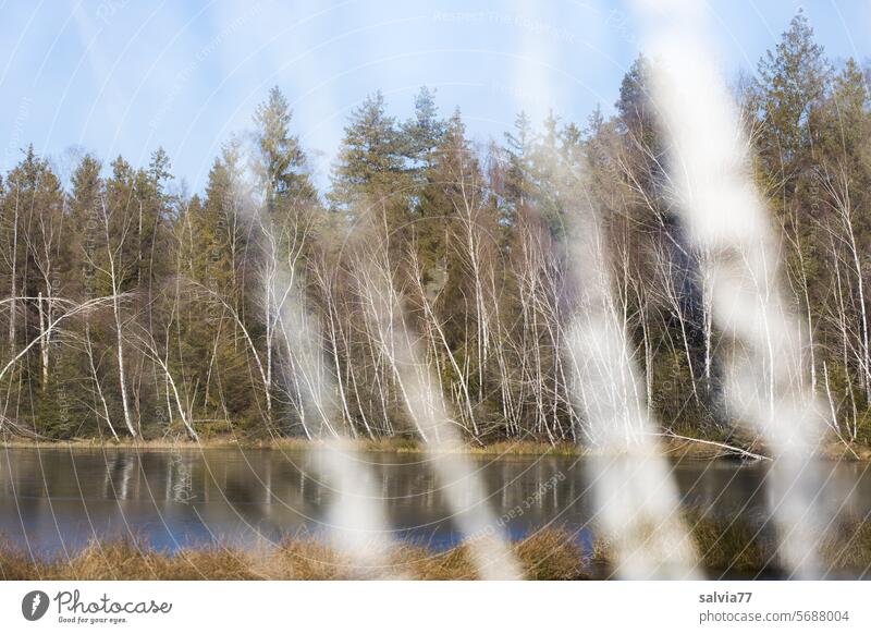 Forest by the lake birches Lake Water Nature Landscape Tree Sky blurriness Idyll tranquillity Relaxation Deserted Lakeside Calm trees Peaceful Surface of water