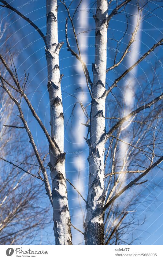 In the birch forest trees Birch tree Birch wood Blue sky Tree Nature Forest Landscape Colour photo birches White Environment Tree trunk Growth Birch bark