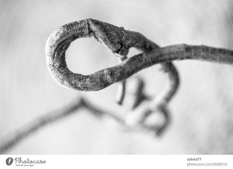 Curious growth form of a willow branch Twig Branch Warped Black & white photo Nature Tree Plant growth habit Forms and structures Structures and shapes
