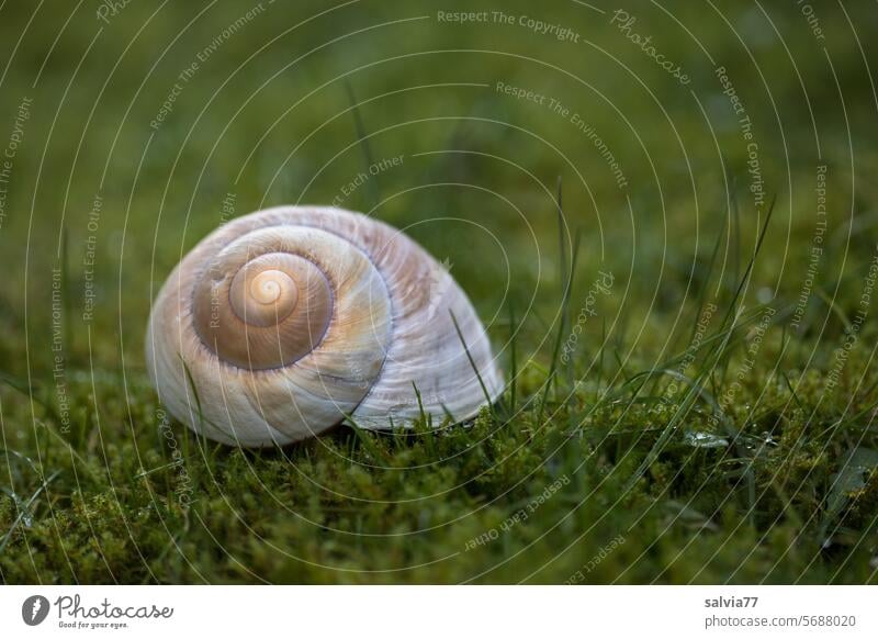 House in the green Spiral Contrast Green Moss Crumpet Snail shell Macro (Extreme close-up) Structures and shapes Shallow depth of field Round Pattern Protection