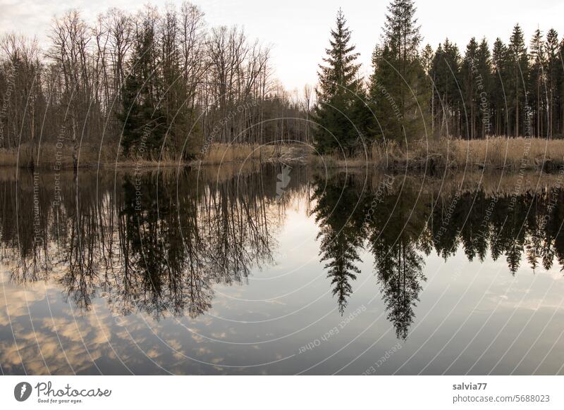 as above, so below Lake pond Water reflection Reflection Surface of water Idyll Calm tranquillity Peaceful Nature Landscape Deserted Forest trees bank