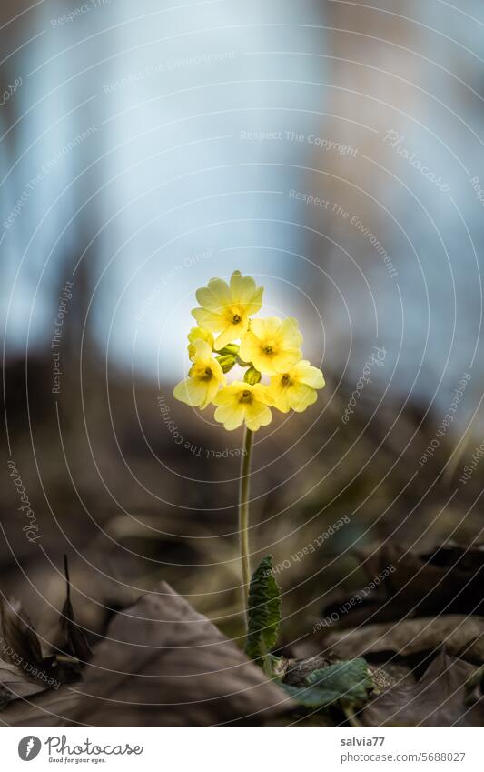 Spring greetings from the forest High cowslip Forest cowslip Primula Elatior Flower Plant Nature Yellow Blossom Blossoming Shallow depth of field Colour photo