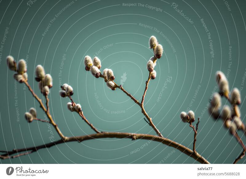 Willow catkin branch against a gray-blue background Catkin Twig Willow tree Spring Plant Soft Bushes Delicate Spring flowering plant Neutral Background Deserted