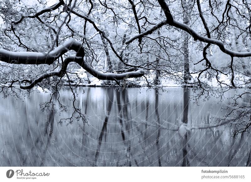 Forest lake in winter Lake Winter Cold trees Nature reflection Water reflection Calm silent tranquillity Hoar frost branches Peaceful Surface of water Idyll Ice