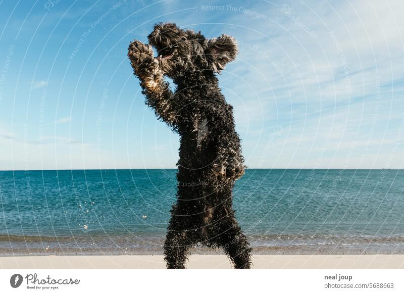 Zotteliger schwarzer Hund in ulkiger Pose am Strand Tier Haustier niedlich lustig schwarzes Fell springen hüpfen Männchen machen skurril Meer Horizont