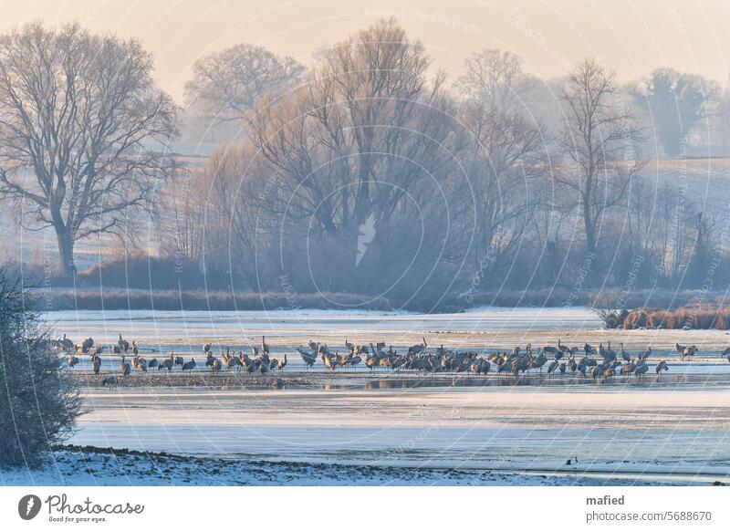 Cranes in the morning sun on a frozen pond Winter Sunrise Hoar frost Ice Pond Lake group birds Winter activities Frost Cold Nature Exterior shot Frozen Deserted