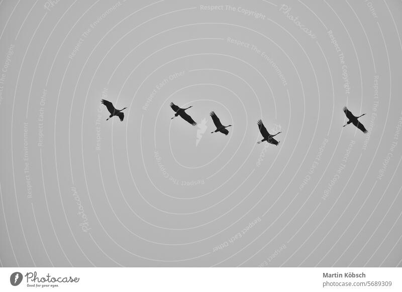Cranes fly in V formation in the sky. Migratory birds on the Darss. black white Spring South migratory bird Air group beautiful grey revoltijo background