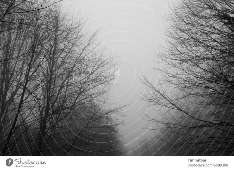 Fog again Weather Autumn Winter Nature Bad weather trees Twigs and branches Bleak Branches and twigs Exterior shot Deserted Environment Sky