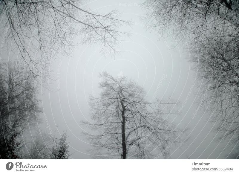 The fog envelops trees and branches Fog Sky Covered Nature Weather Autumn Winter twigs and branches Bleak Deserted Black & white photo Double exposure Forest