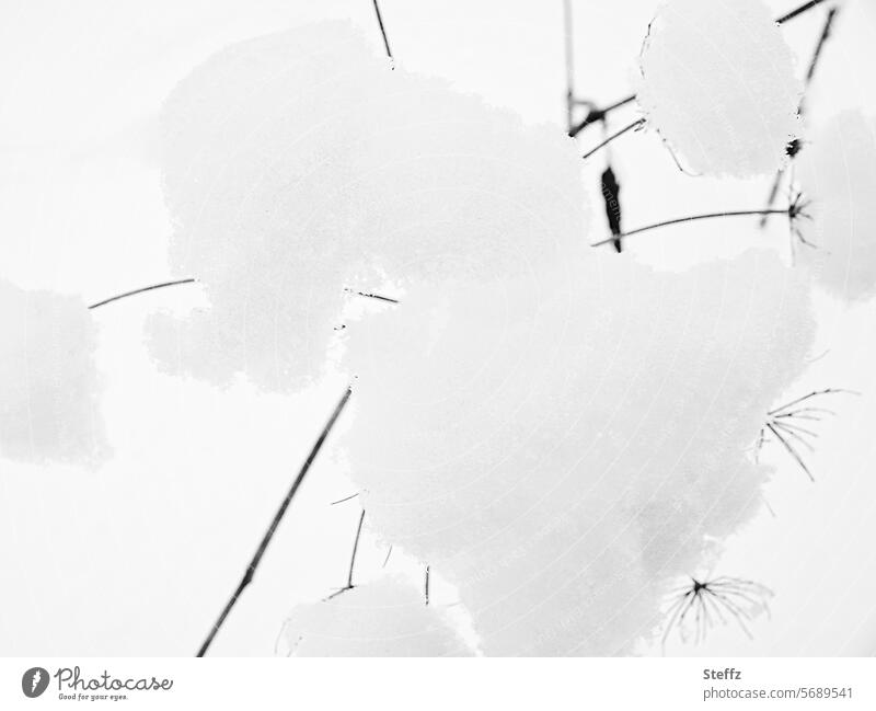 snow-covered plants Snow Alpina snowcap snowy Winter mood Seasons winter cold Weather Climate chill Cold Abstract Winter's day Black Gray White Gloomy Limp