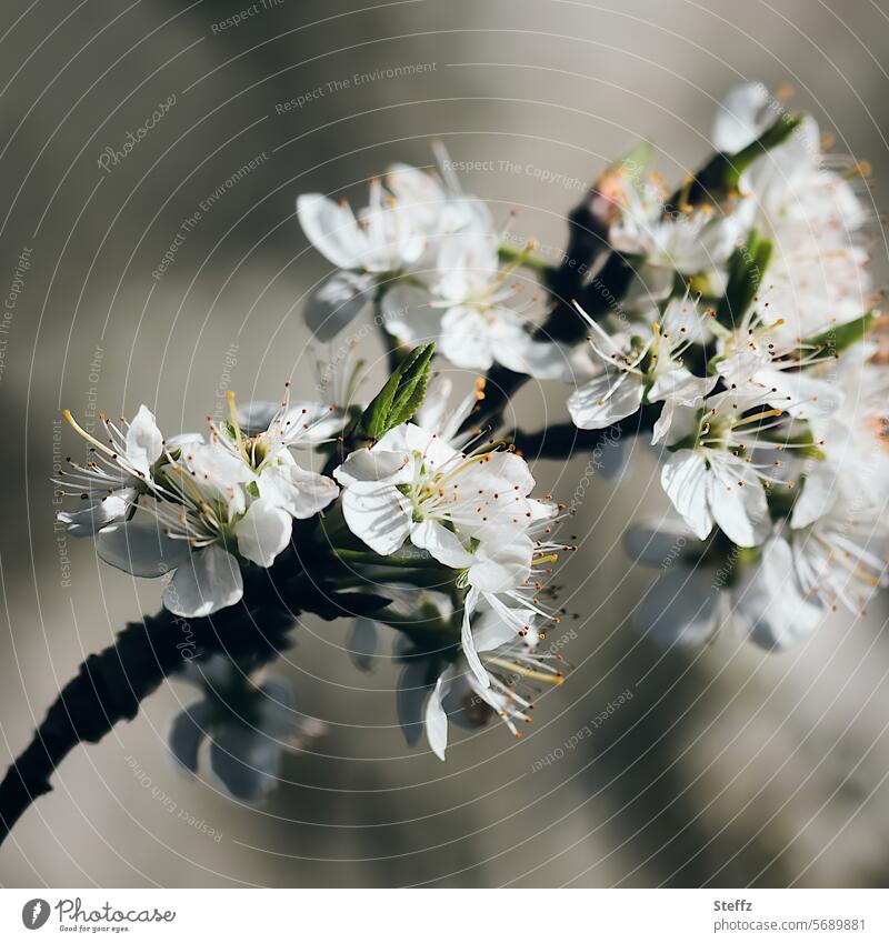 spring blossoms Plum blossom spring awakening spring branch spring feeling come into bloom spring flowers White petals heralds of spring spring bloomers