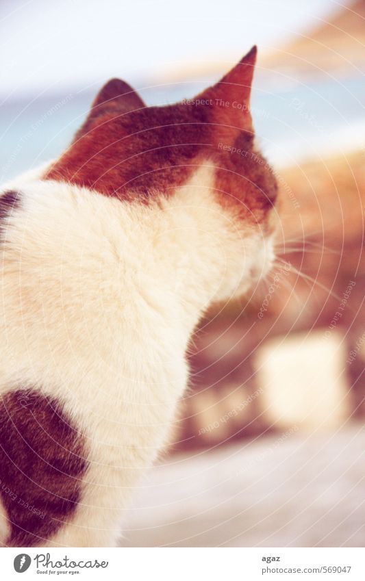 kitty Animal Pet Cat Pelt 1 Freedom Ear Colour photo Exterior shot Detail Copy Space right Day Blur Animal portrait