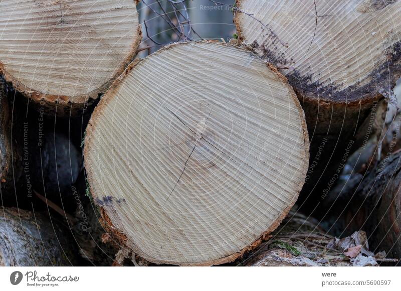 Cut surface of a felled tree trunk with saw pattern and wood grain Background Lumberjack Pattern Sawn Trees Wood copy space cut dark forest forest bathing
