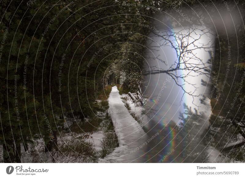 This path arouses curiosity off wooden walkway Snow Winter Cold Narrow Forest trees Nature Light light and dark Refraction Prism blind lake Deserted