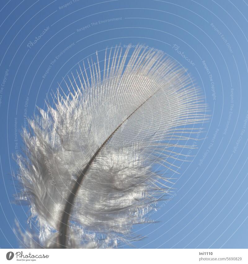 as light as a feather Nature Feather Spring types white feather filigree Feather color White against the light Close-up plumage quill pen shank branches tick