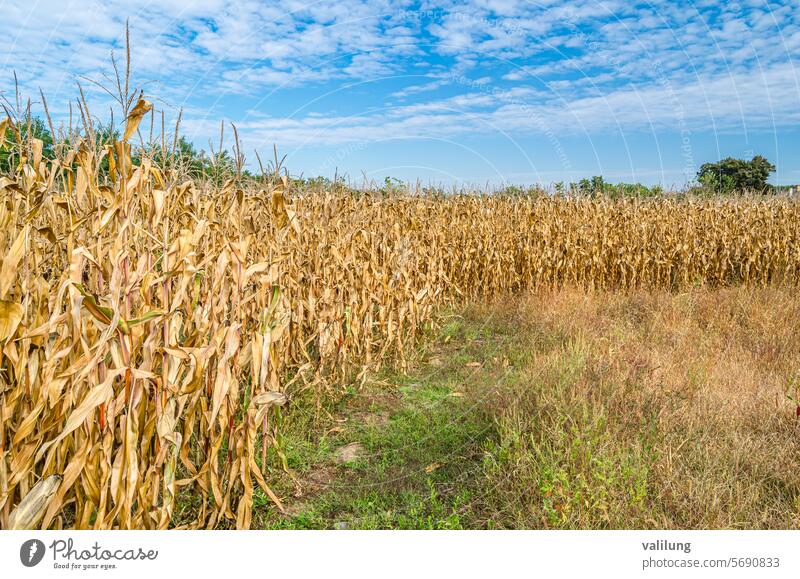Cornfield in autumn agriculture background cereal corn cornfield country countryside cultivated cultivated land environment farm farmland food fresh growth