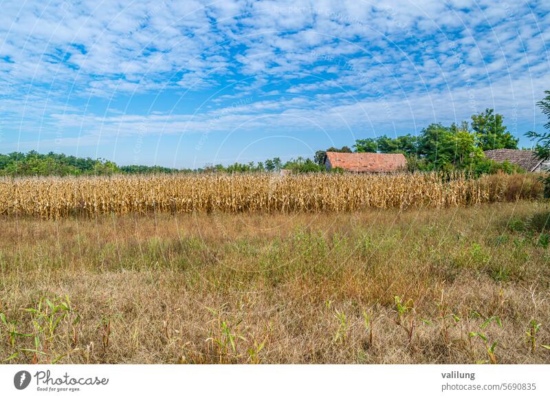 Cornfield in autumn agriculture background cereal corn cornfield country countryside cultivated cultivated land environment farm farmland food fresh growth