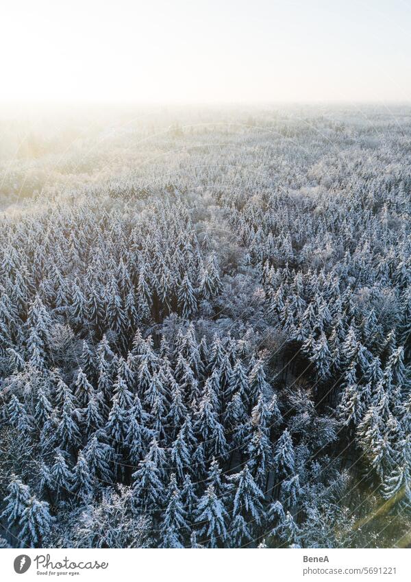 Snow-covered Forest at sunset seen from above Aerial View Bavaria Bird's Eye View Calm Cold Cold landscape Drone Drone View Dusk Enchanting Ethereal Frosty