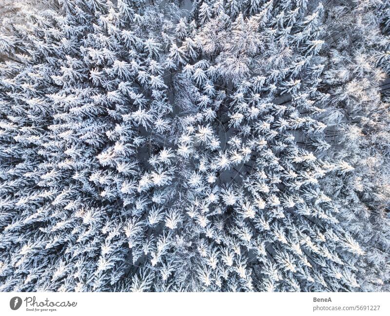 Snow-covered Forest at sunset seen from above Aerial View Bavaria Bird's Eye View Calm Cold Cold landscape Drone Drone View Dusk Enchanting Ethereal Frosty
