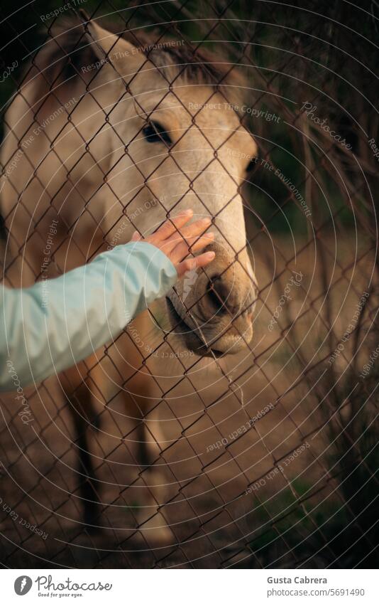 Hand grabbing foal head through fence. Foal Horse Animal Nature Exterior shot Colour photo Baby animal Farm animal Animal portrait Looking Meadow Copy Space top