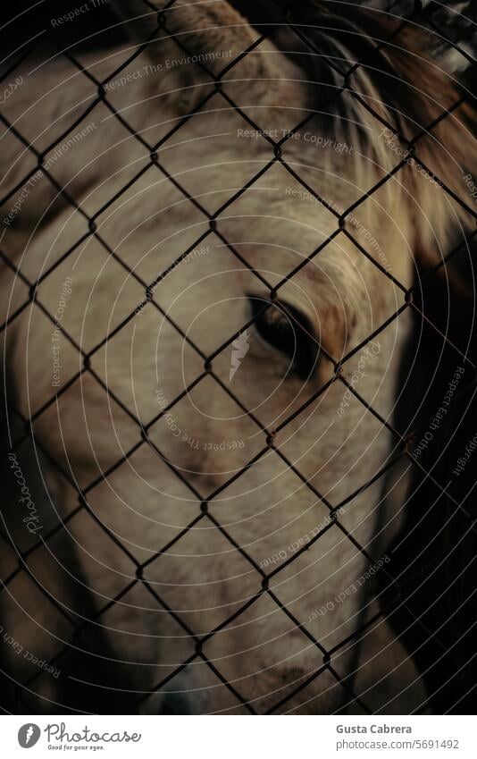 Foal head behind a fence. Horse Exterior shot Animal Nature Farm animal Animal portrait Colour photo Meadow Baby animal Fence Day Copy Space top Field