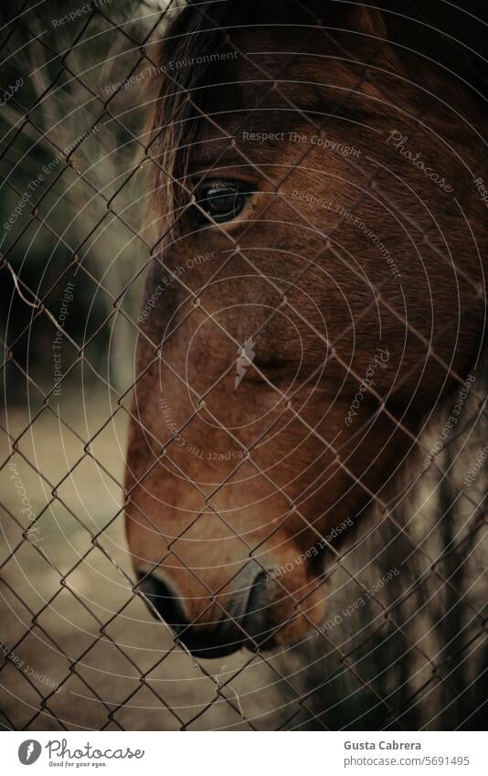 Horse head through the fence. Fence Farm animal Colour photo Animal Day Animal portrait Mane Exterior shot Nature Looking into the camera Animal face
