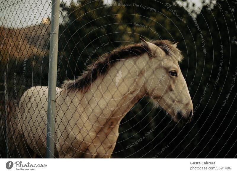 Little colt through the fences. Animal Animal face Animal portrait Colour photo Exterior shot Day Farm animal Horse Looking into the camera Nature Horse's head