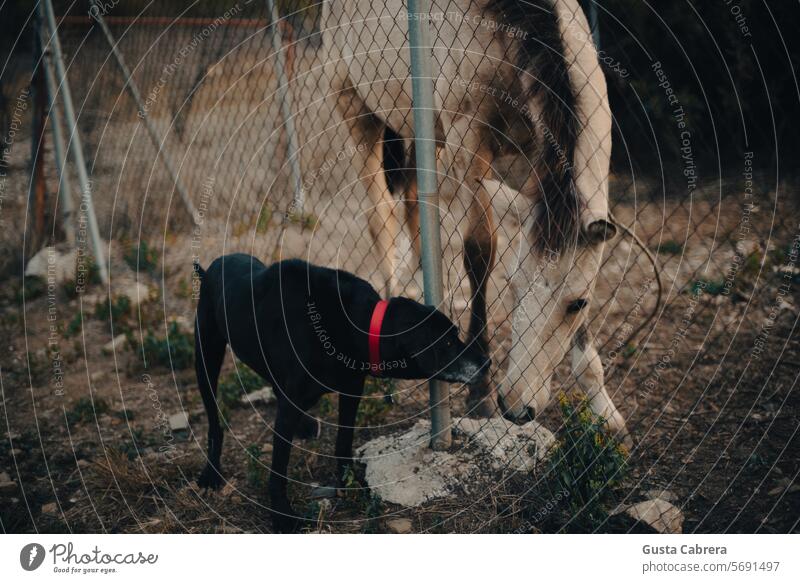 Dog and foal greeting each other. Foal Horse Animal Exterior shot Baby animal Nature Animal portrait Colour photo Farm animal Grass Pet Day Mammal Looking