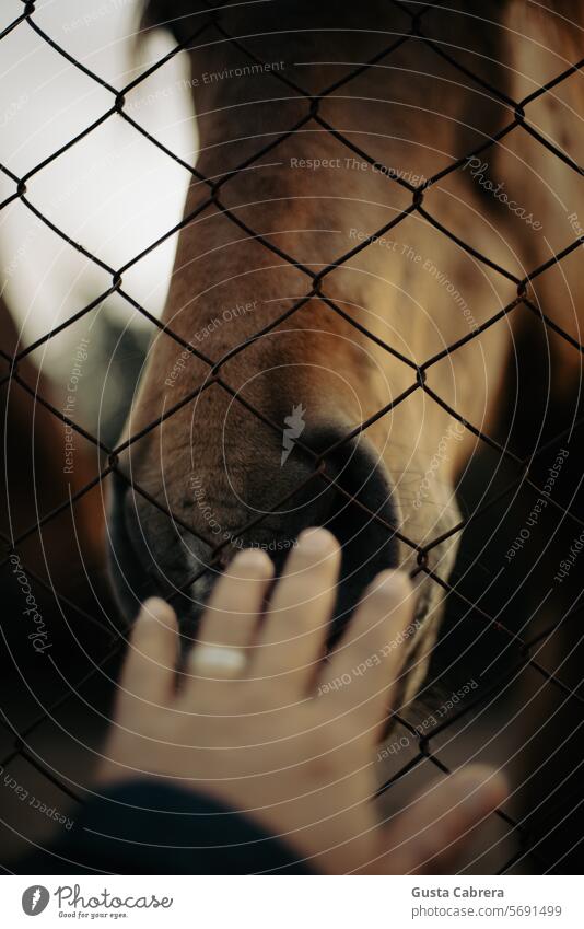 Horse approaching a hand. Horse's head Hand Gate Animal portrait Exterior shot Colour photo Farm animal Day Animal face Nature Looking Mammal