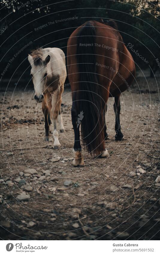 Mare with her little foal. Foal mare horses Horse Exterior shot equine Animal Nature mammal equestrian farm nature field grass outdoors