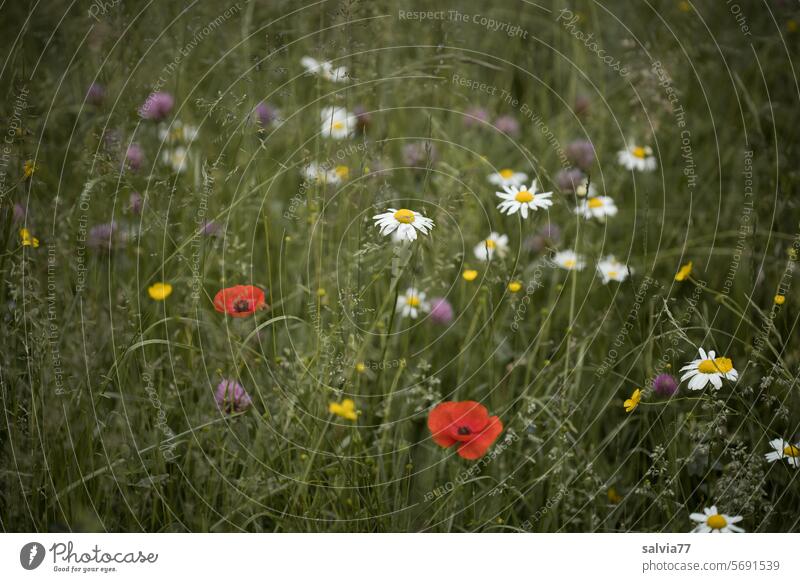 Flower meadow in June Meadow Grass Summer Nature Meadow flower Blossoming Wild plant Colour photo flowers Green Plant Poppy marguerites Red clover