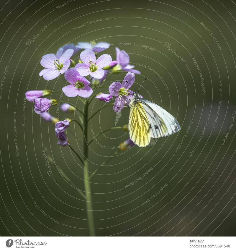 Pink foamwort blooms in the meadows in April, the green veined white butterfly likes to visit its flowers Butterfly lady's smock Flower Blossom Plant Nature