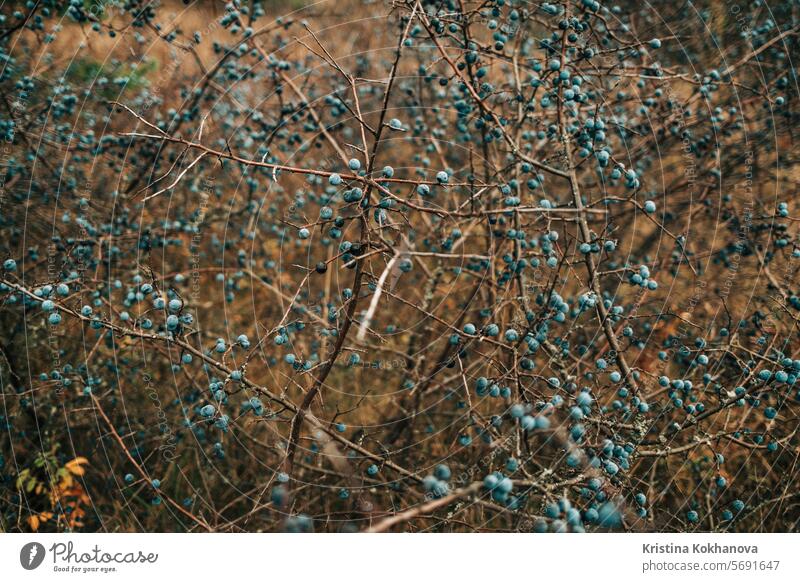 Wild acid ripe sloe - Prunus spinosa in autumn nature. Botany, plants concept. berry blue branch food fruit natural blackthorn bush organic fresh green prunus