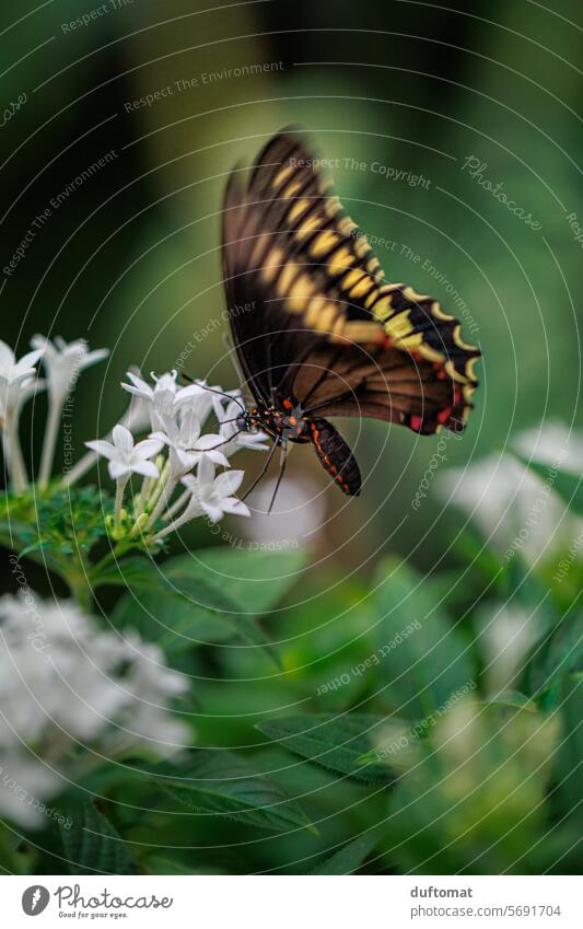 Exotic butterfly drinks nectar from a flower Battus polydamas Swallowtails & apollos Butterfly Papillio Insect Leaf Green Red flora fauna Nature Animal Plant