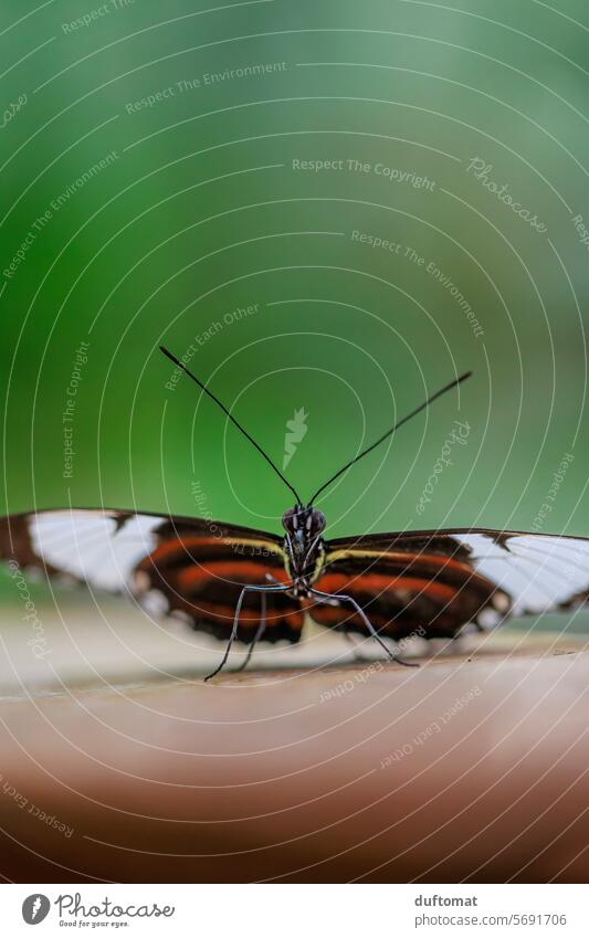 Portrait of a red and black precious butterfly. Heliconius Butterfly Insect Leaf Green Red flora fauna Nature Animal Plant Close-up Environment daylight