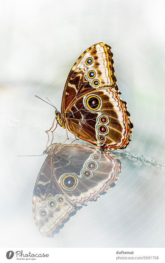 Reflection, Exotic butterfly shows the camouflage side of the wings blue Morphof age Butterfly morphoid age Papillio Insect fauna Nature Animal Close-up